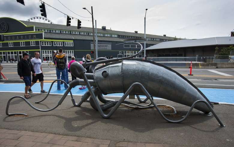 Seattle Squid